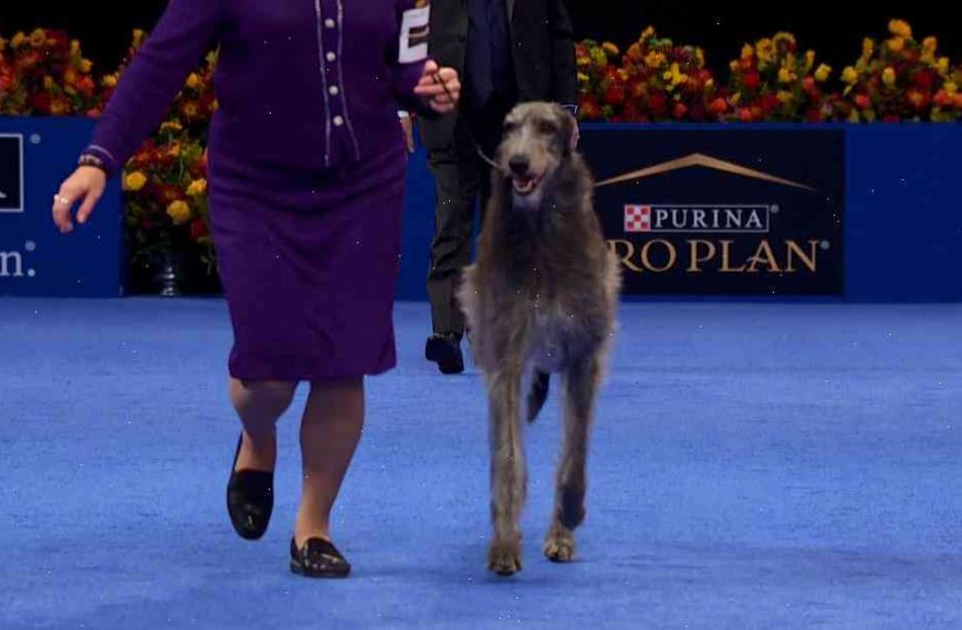 Britain’s Got Talent’s Claire the Deerhound Wins Championship of World’s Most Endearing Dog