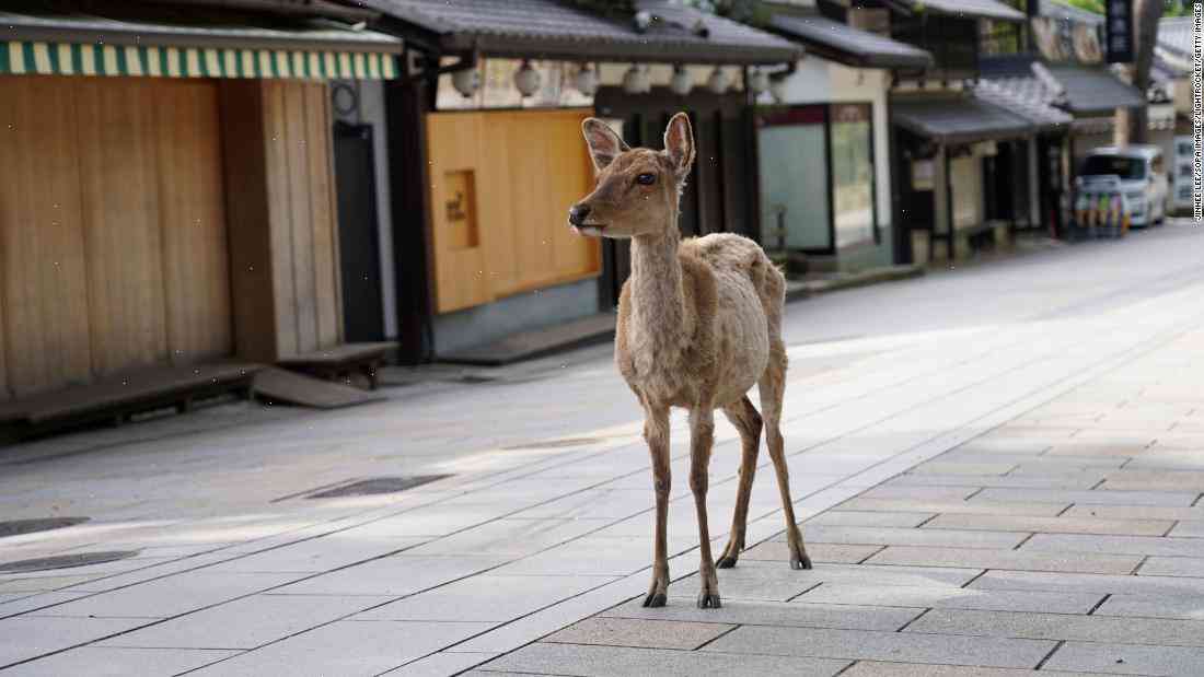 Can’t Get Enough of That Deer in Japan? It Might Be About to Get a Lot Easier to See.