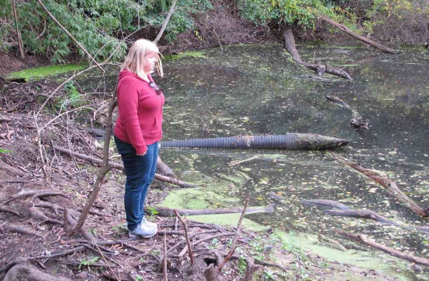 Metrolinx wants to drain a Montreal pond, and beavers are returning home